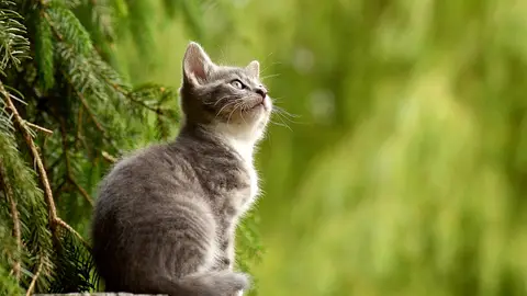 Este gato te oye cuando lo llamas…, pero lo hace como quien oye llover. Este gato te oye cuando lo llamas…, pero lo hace como quien oye llover.