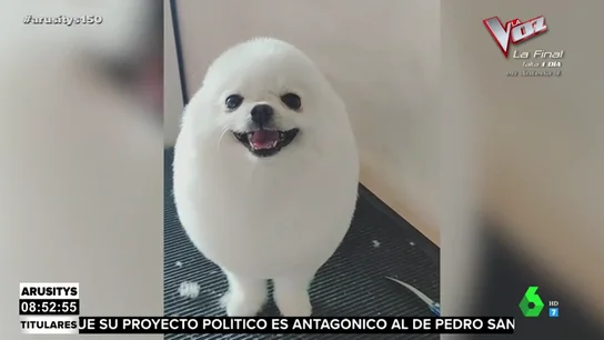 perro perro