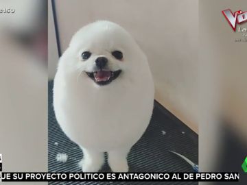 perro perro