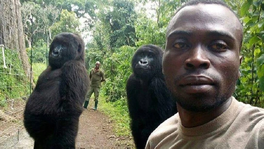 Un guarda forestal del Congo se hace un 'selfie' con dos gorilas y revoluciona las redes sociales Un guarda forestal del Congo se hace un 'selfie' con dos gorilas y revoluciona las redes sociales