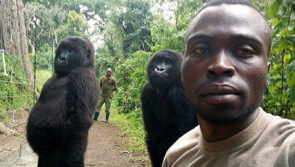 Un guarda forestal del Congo se hace un 'selfie' con dos gorilas y revoluciona las redes sociales
