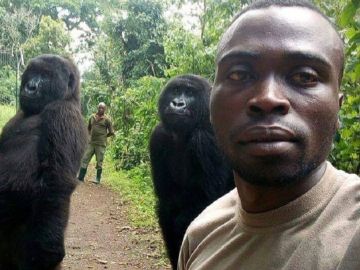 Un guarda forestal del Congo se hace un 'selfie' con dos gorilas y revoluciona las redes sociales Un guarda forestal del Congo se hace un 'selfie' con dos gorilas y revoluciona las redes sociales