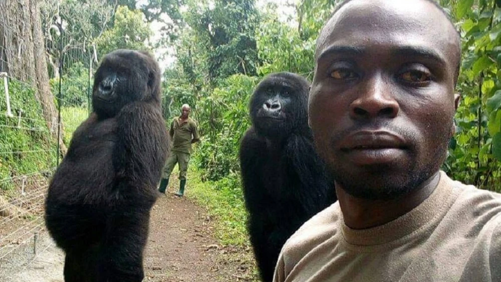 Un guarda forestal del Congo se hace un 'selfie' con dos gorilas y revoluciona las redes sociales