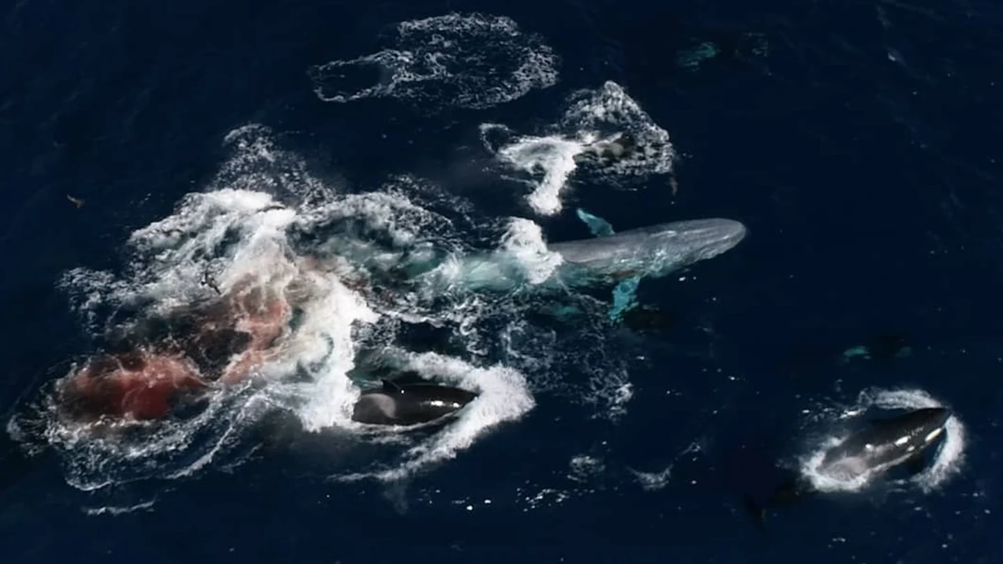 Imagen aérea del ataque de las orcas contra la ballena. Imagen aérea del ataque de las orcas contra la ballena.