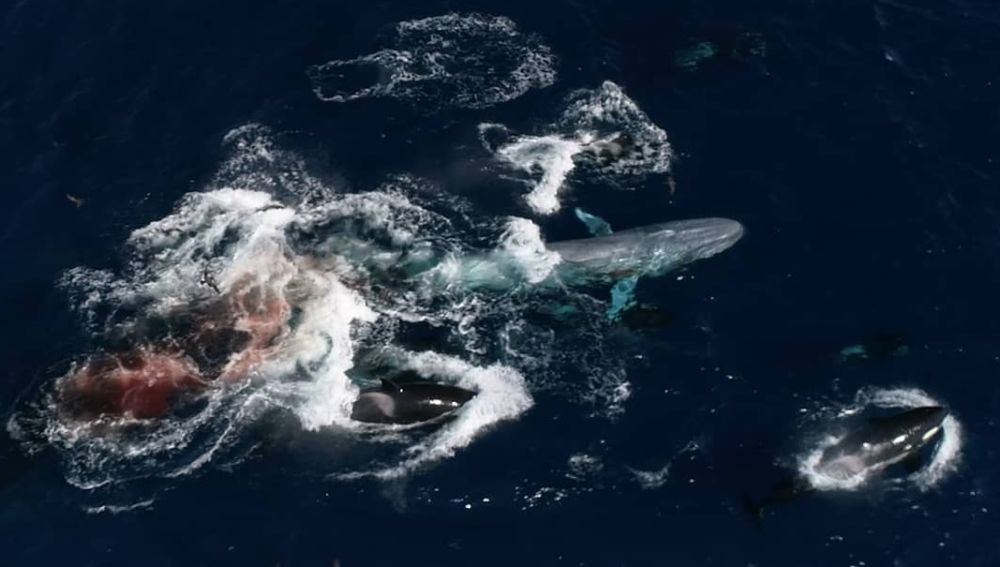Imagen aérea del ataque de las orcas contra la ballena.