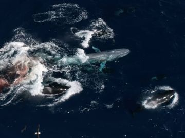 Imagen aérea del ataque de las orcas contra la ballena. Imagen aérea del ataque de las orcas contra la ballena.