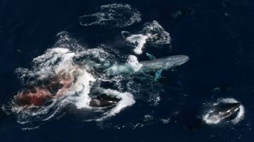 Imagen aérea del ataque de las orcas contra la ballena.