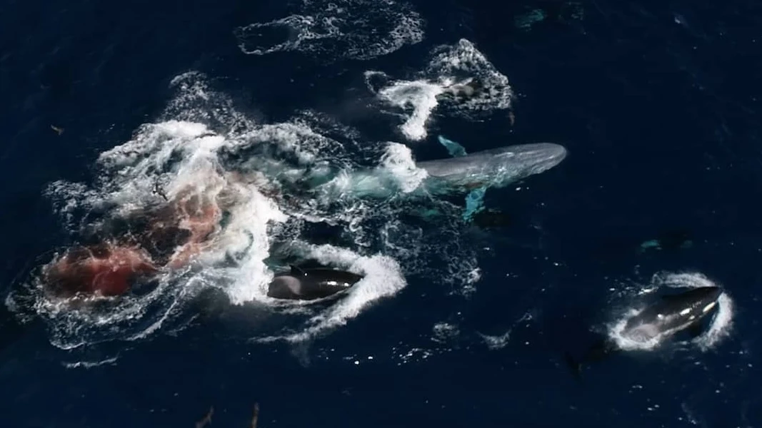 Imagen aérea del ataque de las orcas contra la ballena.