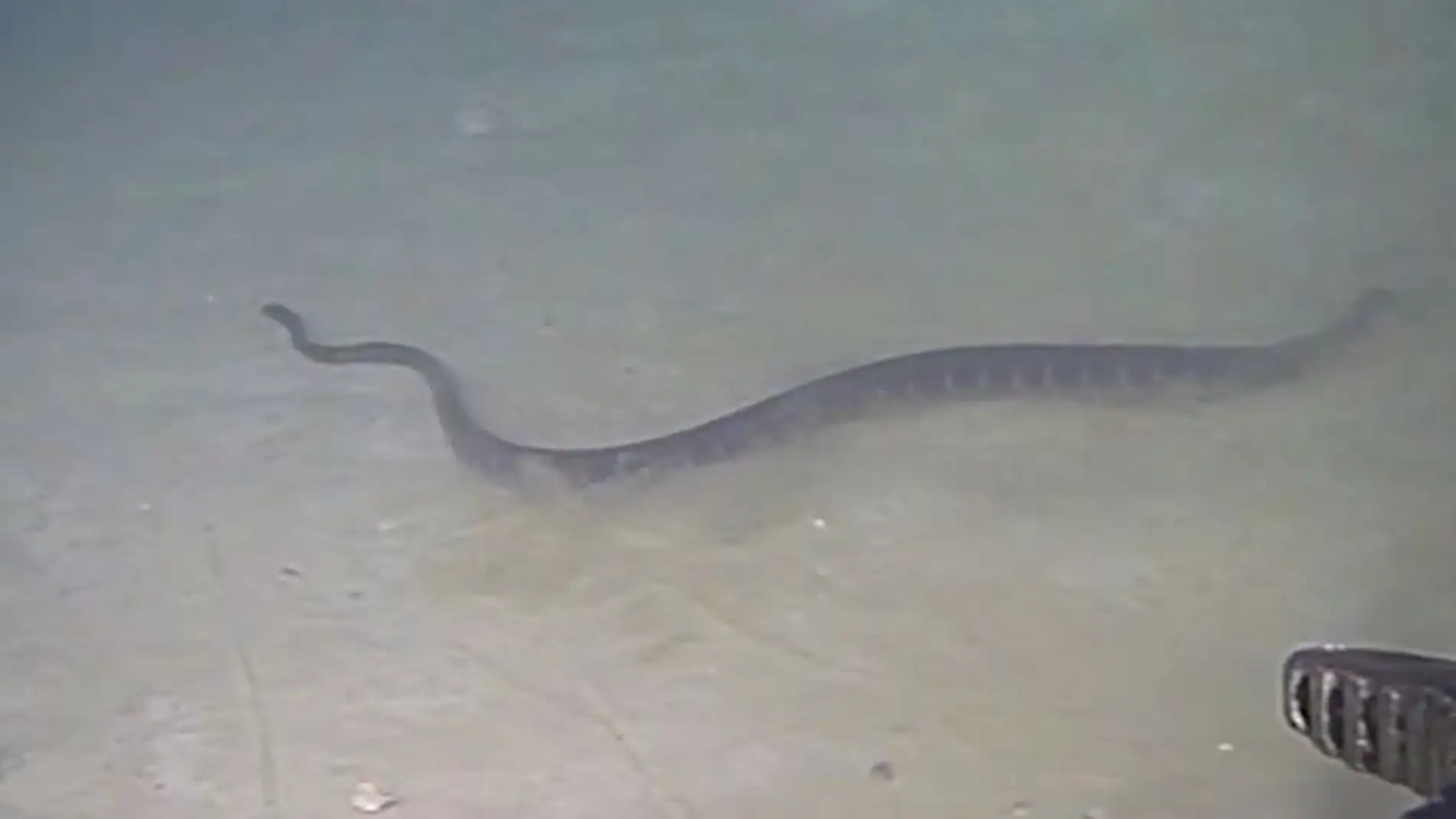 Las serpientes marinas baten un nuevo record de profundidad