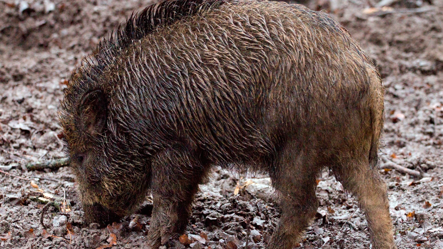 Asturias Ganadera muestra su preocupación por los daños de la fauna Un jabalí