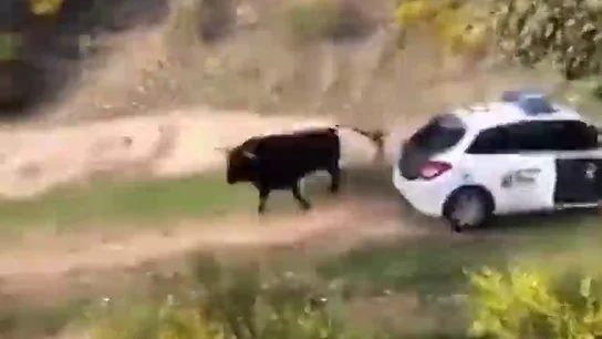 Un toro se escapa de una finca y embiste a tres coches patrulla en Galapagar Un toro se escapa de una finca y embiste a tres coches patrulla en Galapagar