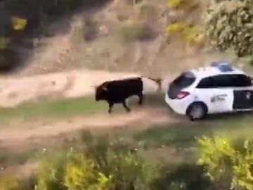 Un toro se escapa de una finca y embiste a tres coches patrulla en Galapagar Un toro se escapa de una finca y embiste a tres coches patrulla en Galapagar
