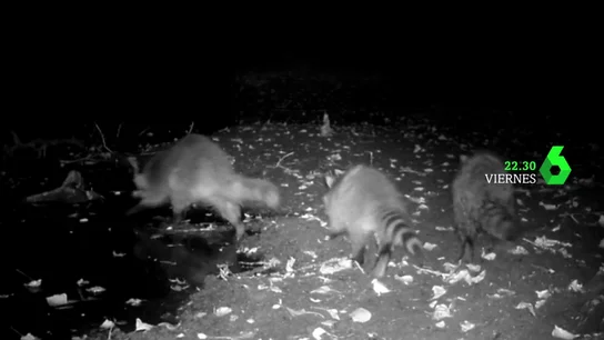 Equipo de Investigación analiza este viernes la invasión de los mapaches Equipo de Investigación analiza este viernes la invasión de los mapaches