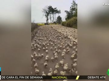 Impactante imagen: así invaden centenares de patos una carretera en China Impactante imagen: así invaden centenares de patos una carretera en China