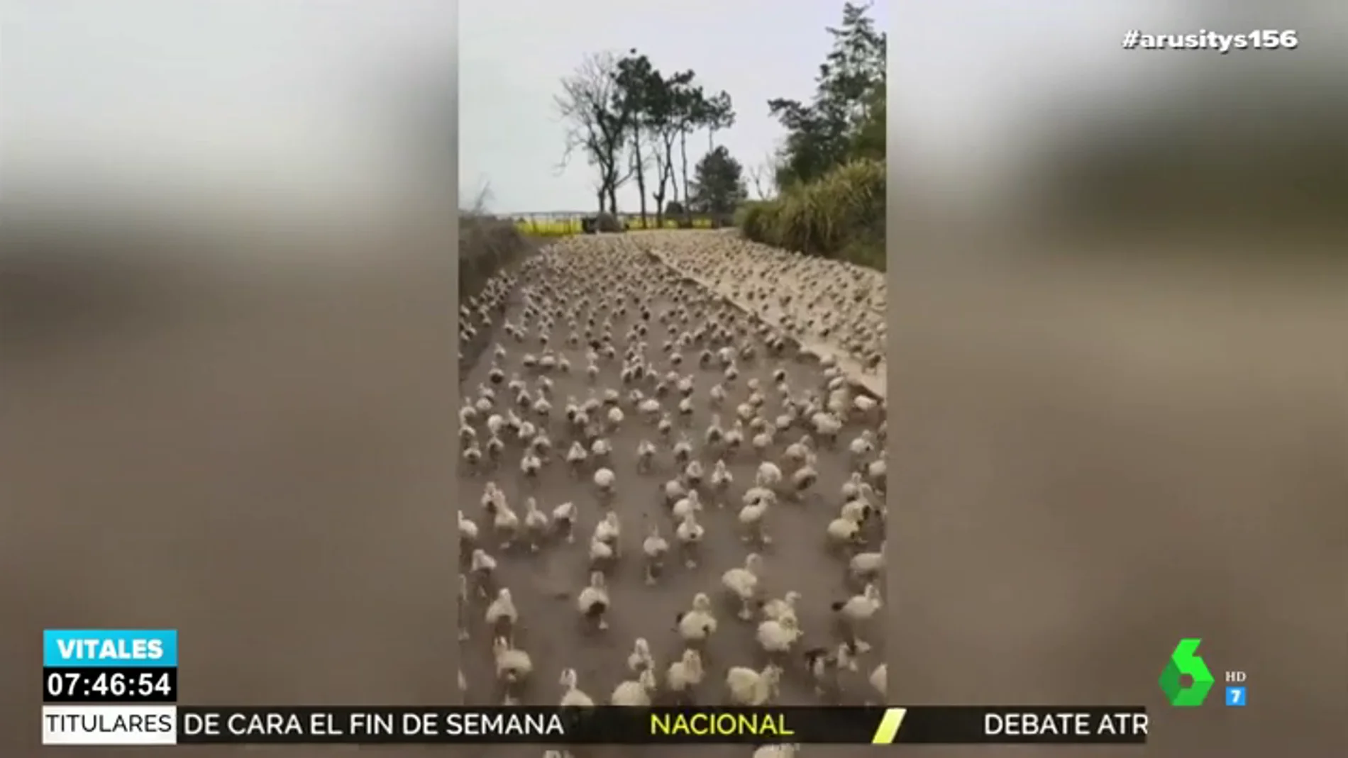 Impactante imagen: así invaden centenares de patos una carretera en China
