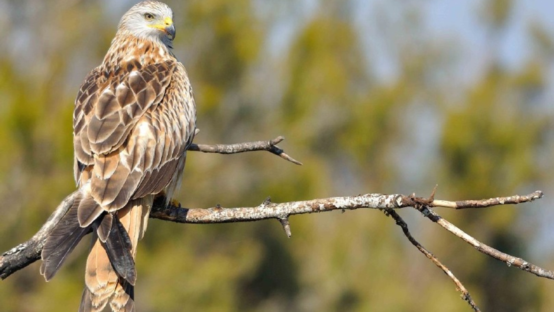 El milano real al borde de la extincion en Andalucia