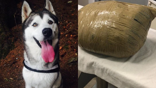 Imagen de la husky Nova y cómo la guardería envolvió su cadáver Imagen de la husky Nova y cómo la guardería envolvió su cadáver
