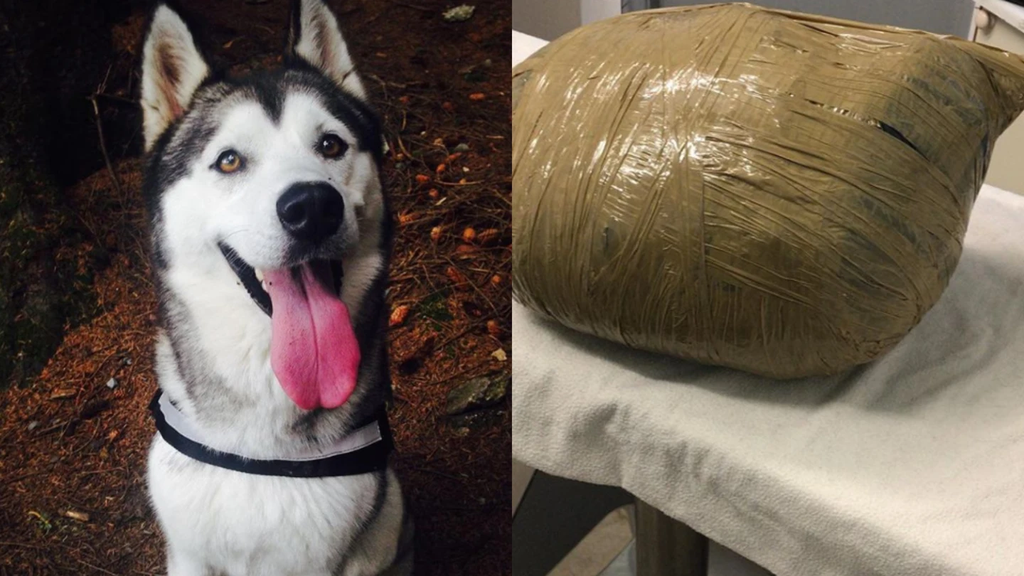 Imagen de la husky Nova y cómo la guardería envolvió su cadáver Imagen de la husky Nova y cómo la guardería envolvió su cadáver