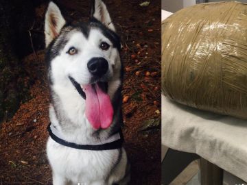 Imagen de la husky Nova y cómo la guardería envolvió su cadáver Imagen de la husky Nova y cómo la guardería envolvió su cadáver