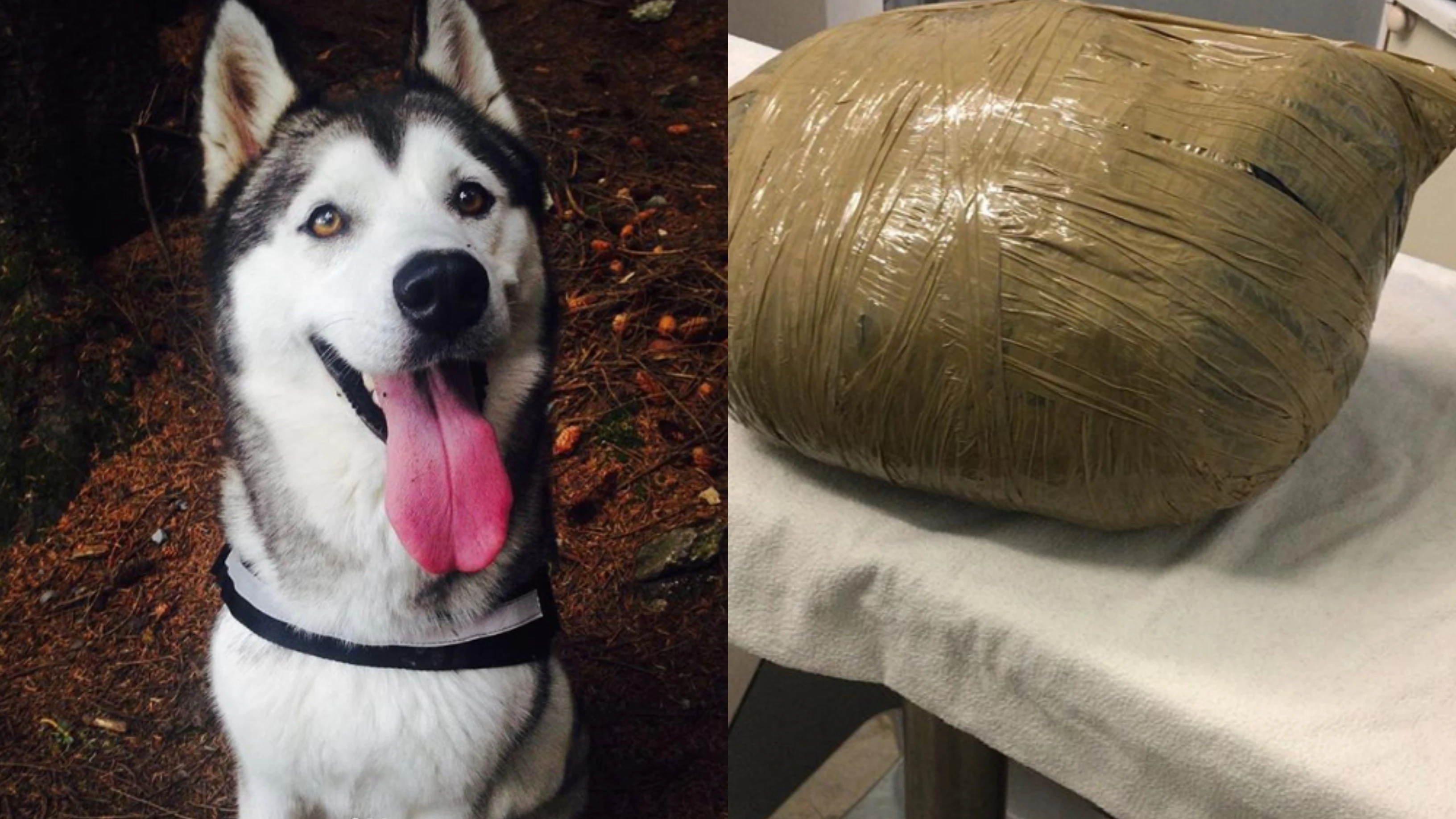 Imagen de la husky Nova y cómo la guardería envolvió su cadáver