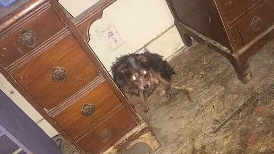 Uno de los animales encontrados en la casa de Deborah Sue