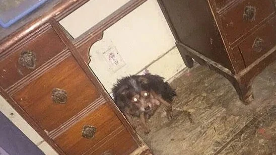 Uno de los animales encontrados en la casa de Deborah Sue