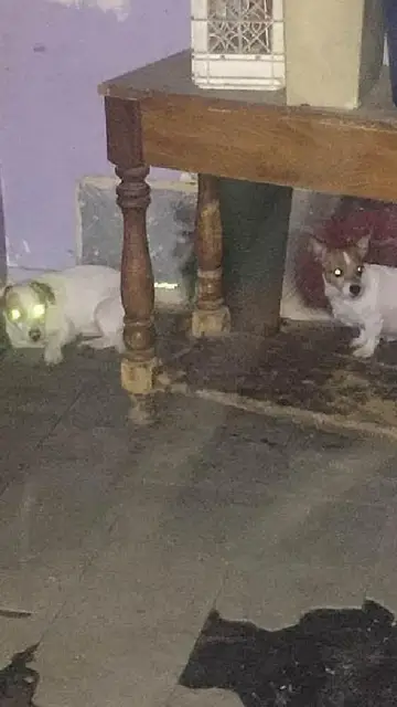 Los animales encontrados en deplorables condiciones en la casa de Deborah Sue Los animales encontrados en deplorables condiciones en la casa de Deborah Sue
