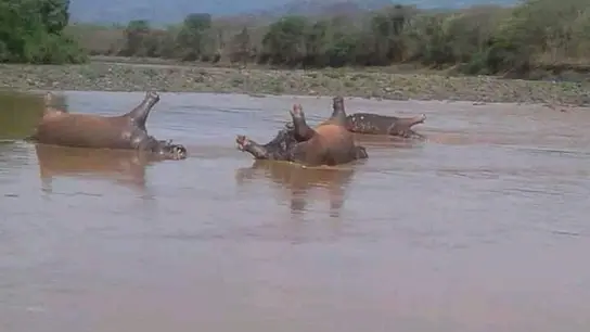 Hipopótamos muertos en el Parque Nacional de Gibe Sheleko Hipopótamos muertos en el Parque Nacional de Gibe Sheleko