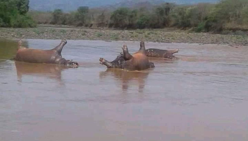 Hipopótamos muertos en el Parque Nacional de Gibe Sheleko