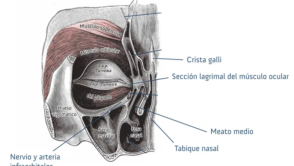 Sección de la cara donde puede verse el músculo orbicular del ojo