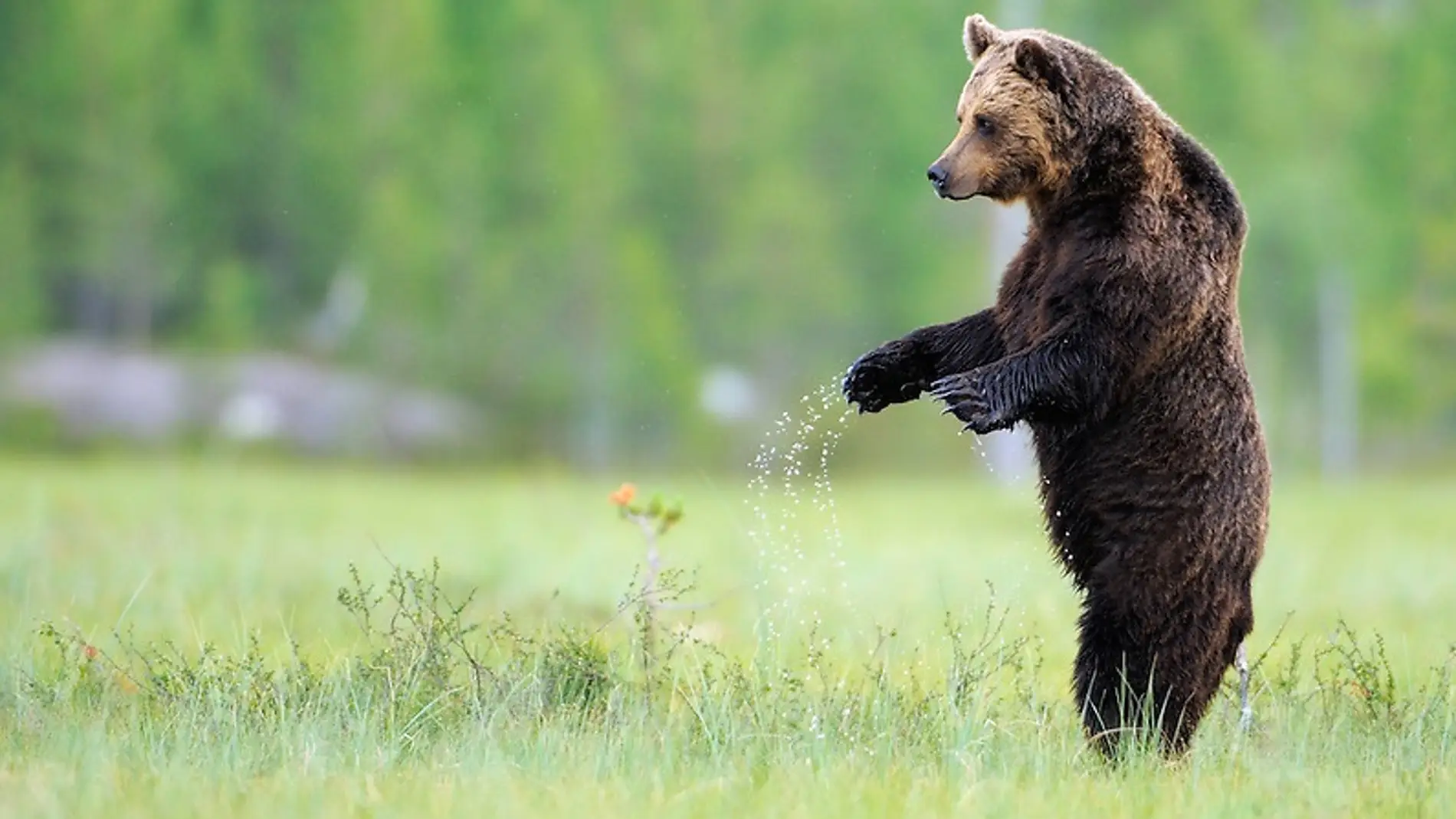 Oso Europeo / Rewilding Europe