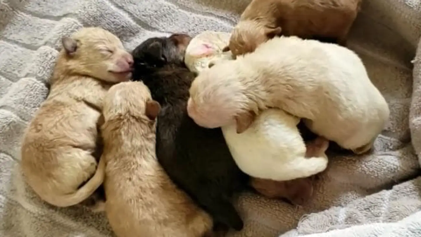 cachorros cachorros