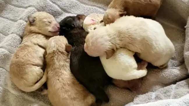 cachorros cachorros