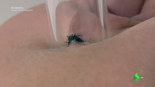El mosquito más letal del mundo llega a España: hay tres casos de picadura del insecto responsable de 750.000 muertes al año El mosquito más letal del mundo llega a España: hay tres casos de picadura del insecto responsable de 750.000 muertes al año