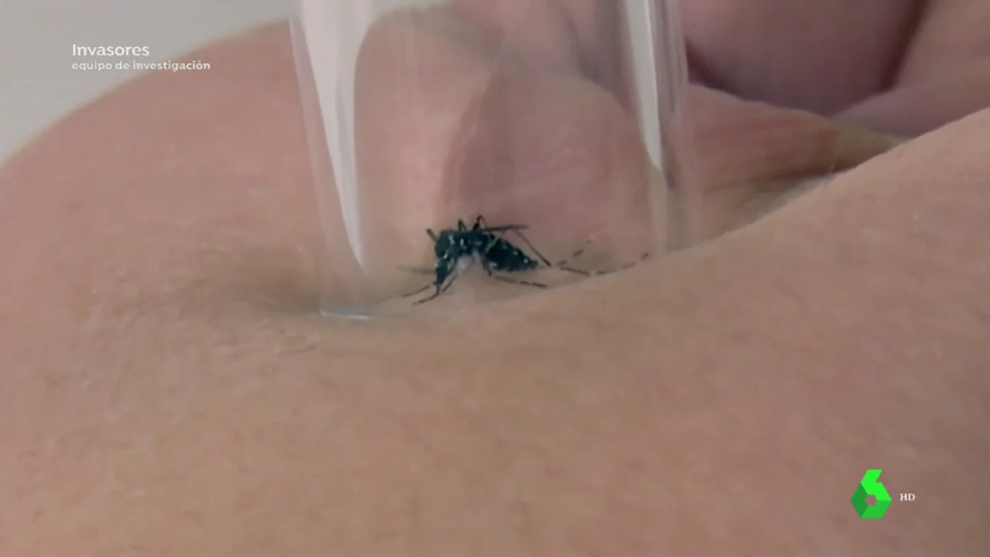 El mosquito más letal del mundo llega a España: hay tres casos de picadura del insecto responsable de 750.000 muertes al año El mosquito más letal del mundo llega a España: hay tres casos de picadura del insecto responsable de 750.000 muertes al año