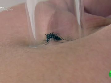 El mosquito más letal del mundo llega a España: hay tres casos de picadura del insecto responsable de 750.000 muertes al año El mosquito más letal del mundo llega a España: hay tres casos de picadura del insecto responsable de 750.000 muertes al año