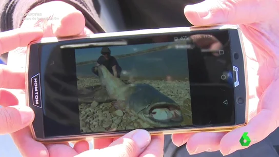 El negocio detrás de los sirulos, los enormes peces centroeuropeos que invaden los ríos españoles: "Pagan 600 euros por ejemplar" El negocio detrás de los sirulos, los enormes peces centroeuropeos que invaden los ríos españoles: "Pagan 600 euros por ejemplar"