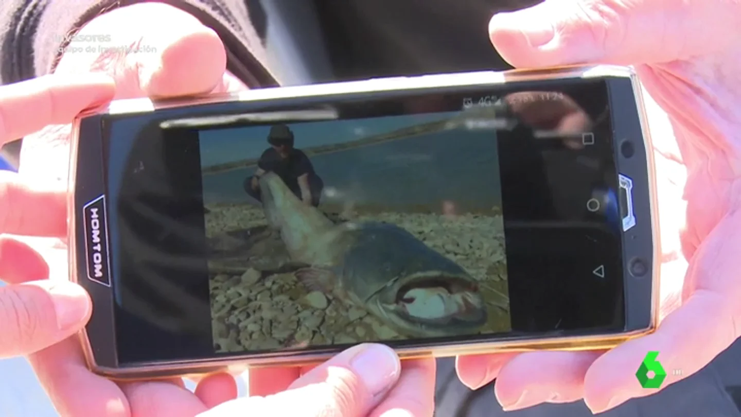 El negocio detrás de los sirulos, los enormes peces centroeuropeos que invaden los ríos españoles: "Pagan 600 euros por ejemplar" El negocio detrás de los sirulos, los enormes peces centroeuropeos que invaden los ríos españoles: "Pagan 600 euros por ejemplar"