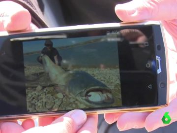 El negocio detrás de los sirulos, los enormes peces centroeuropeos que invaden los ríos españoles: "Pagan 600 euros por ejemplar" El negocio detrás de los sirulos, los enormes peces centroeuropeos que invaden los ríos españoles: "Pagan 600 euros por ejemplar"