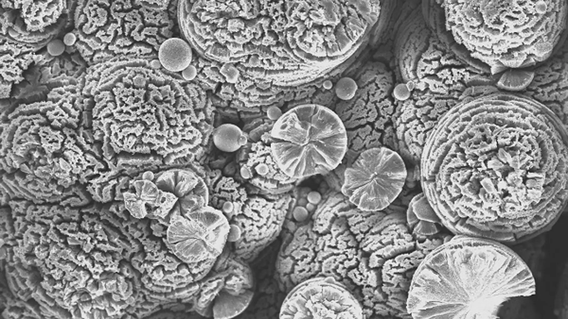 Cristales de carbonatos magnésicos formados experimentalmente en cultivos microbianos con Firmicutes. / ICTS Centro Nacional de Microscopia electrónica-UCM.