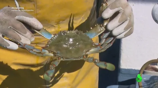 Devora todo a su paso y ya ha colonizado más de 70 kilómetros del río Ebro: ¿por qué no se acaba con el cangrejo azul? Devora todo a su paso y ya ha colonizado más de 70 kilómetros del río Ebro: ¿por qué no se acaba con el cangrejo azul?
