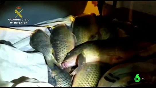 El tráfico de siluros, o cómo es la peligrosa pesca ilegal que mueve miles de euros para consumirse en Rumanía El tráfico de siluros, o cómo es la peligrosa pesca ilegal que mueve miles de euros para consumirse en Rumanía