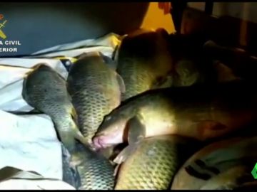 El tráfico de siluros, o cómo es la peligrosa pesca ilegal que mueve miles de euros para consumirse en Rumanía El tráfico de siluros, o cómo es la peligrosa pesca ilegal que mueve miles de euros para consumirse en Rumanía