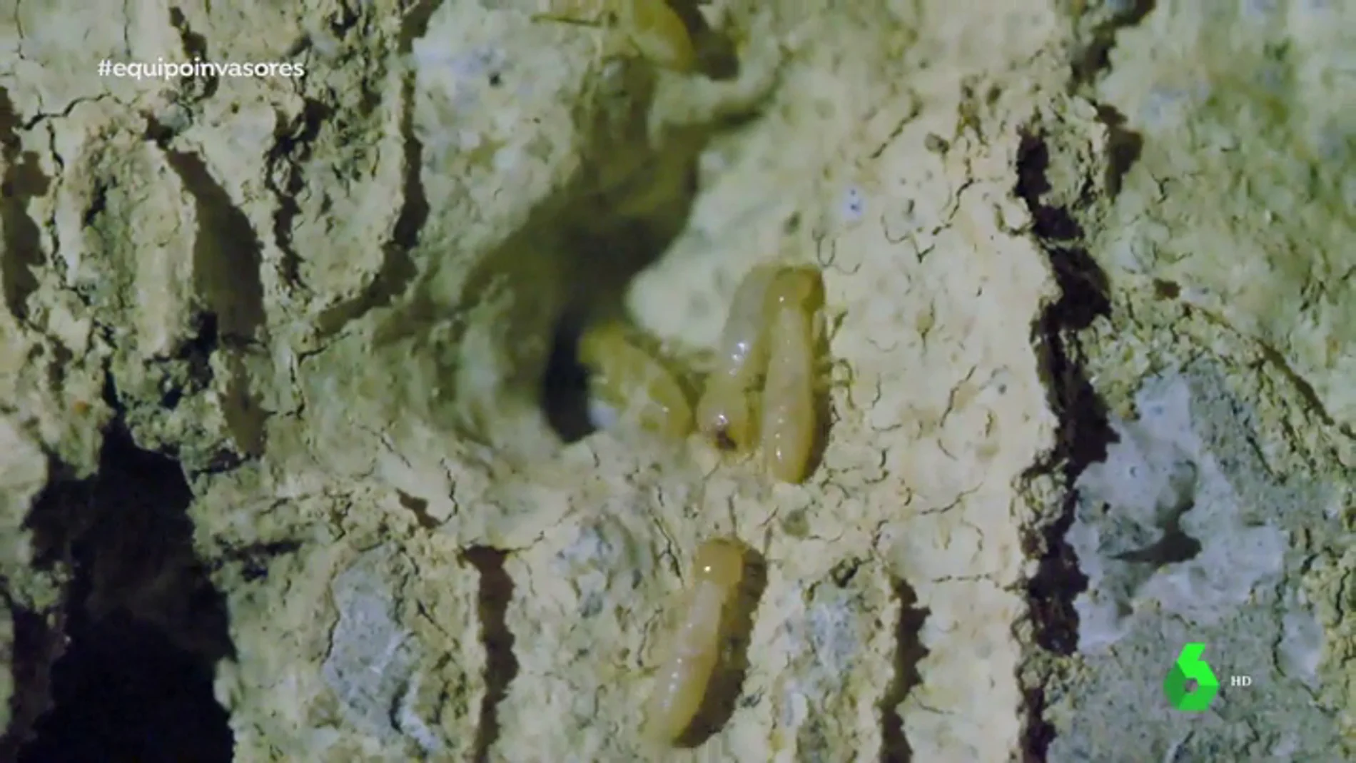 Más de 10.000 huevos diarios y 120 casas afectadas: los vecinos de Tacoronte conviven con las termitas invasoras