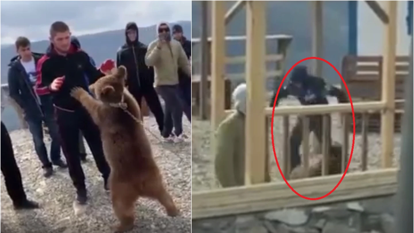 Las imágenes de Khabib y el oso Las imágenes de Khabib y el oso