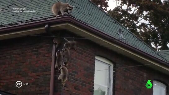Pueden contagiar la tuberculosis y son muy agresivos, pero en pocos a&ntilde;os los mapaches podr&aacute;n invadir nuestras calles