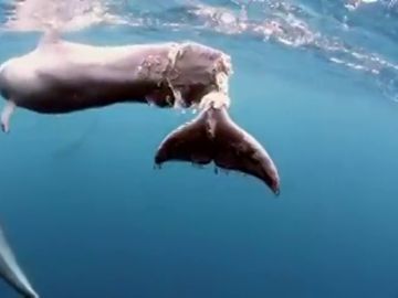 Las desgarradoras imágenes de una ballena con la aleta partida que te harán reflexionar sobre cómo tratamos a la naturaleza Las desgarradoras imágenes de una ballena con la aleta partida que te harán reflexionar sobre cómo tratamos a la naturaleza