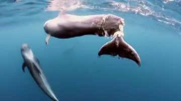 Las desgarradoras imágenes de una ballena con la aleta partida que te harán reflexionar sobre cómo tratamos a la naturaleza