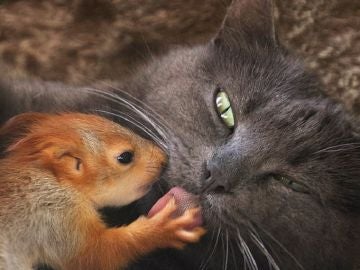 Imagen de una gata acompañada de una ardilla a la que ha adoptado Imagen de una gata acompañada de una ardilla a la que ha adoptado