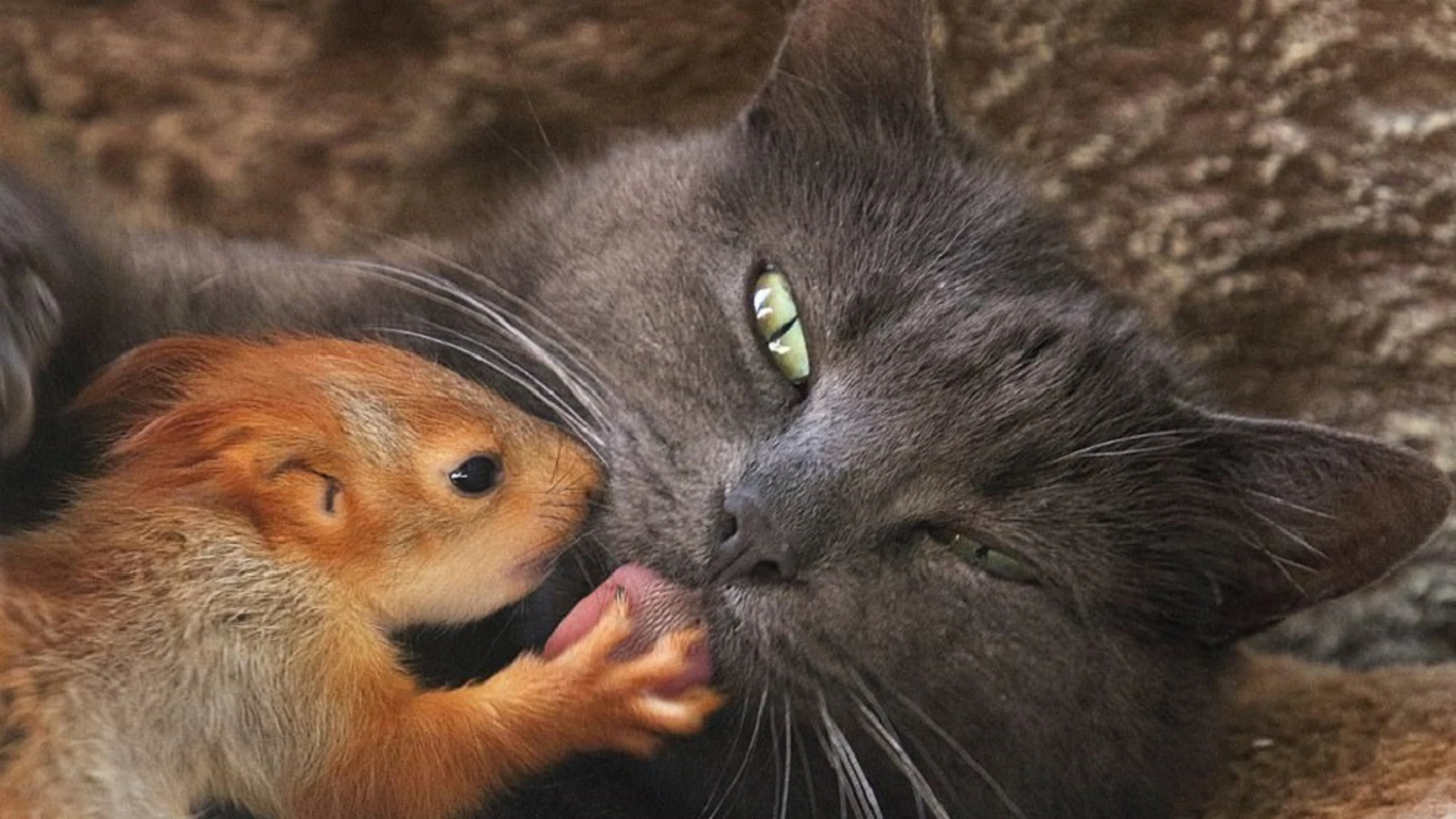 Imagen de una gata acompañada de una ardilla a la que ha adoptado